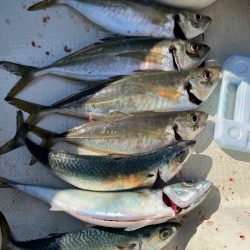 明石海峡デカ鯵×デカ鯖狙い