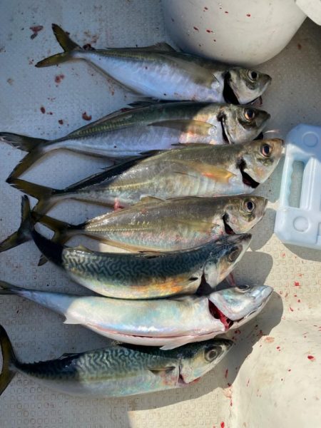 明石海峡デカ鯵×デカ鯖狙い