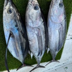 レンタルタックルでトンジギ