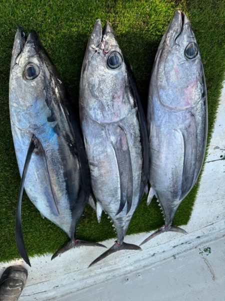 レンタルタックルでトンジギ