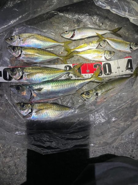 ナイトアジング