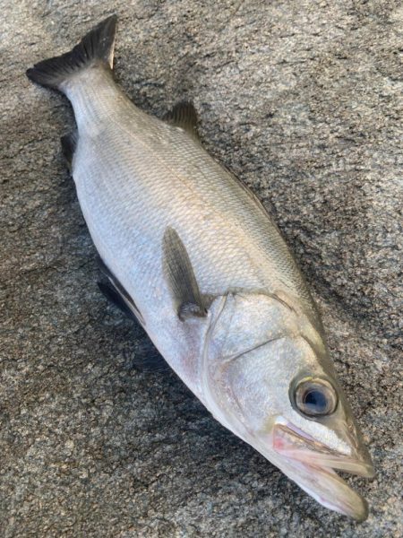 メバルはどこへ