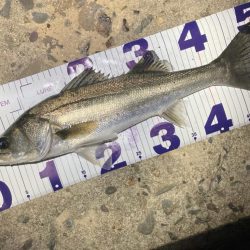 1月のシーバスフィッシング