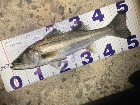 1月のシーバスフィッシング