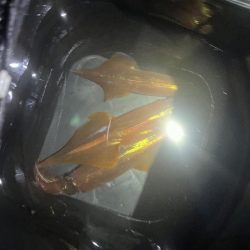 今年初投稿　初ヤリイカ