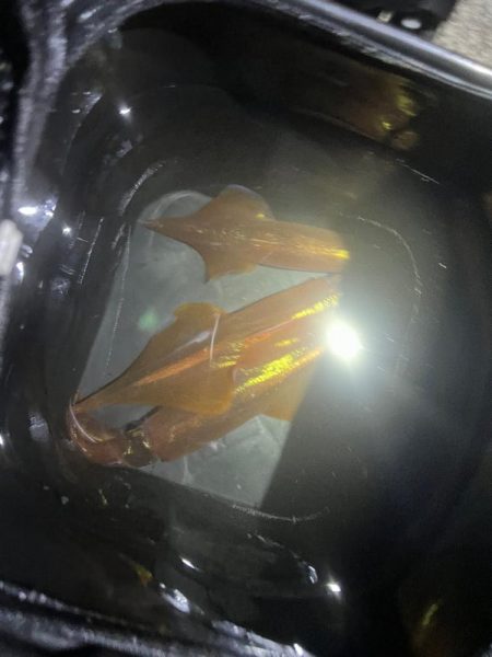 今年初投稿　初ヤリイカ