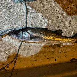 初釣りボートシーバス