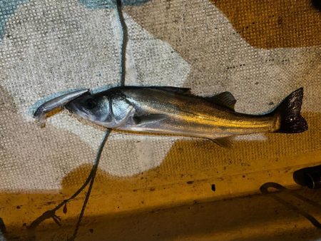 初釣りボートシーバス