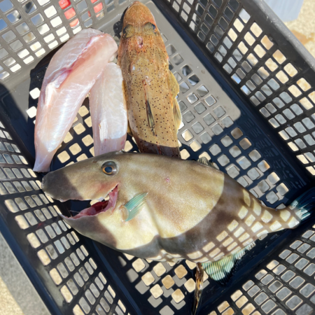 ショウサイフグ/カットウ釣り