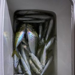 メバリングの予定だった。。。