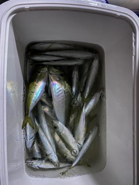 メバリングの予定だった。。。