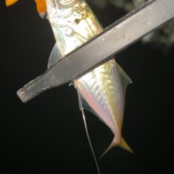 豆アジまだ釣れるの？