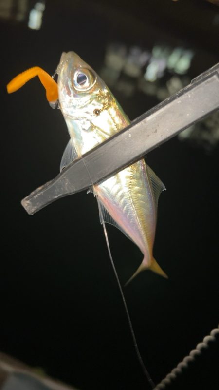 豆アジまだ釣れるの？