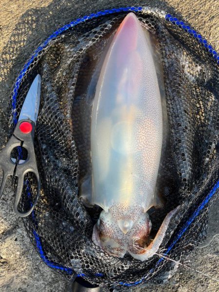 アオリ　ガシラ