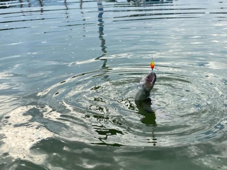 1月31日も放流ありで釣れ釣れ