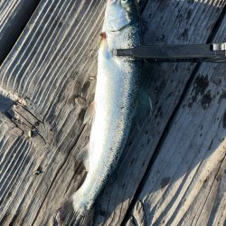 大寒波に海上釣堀!