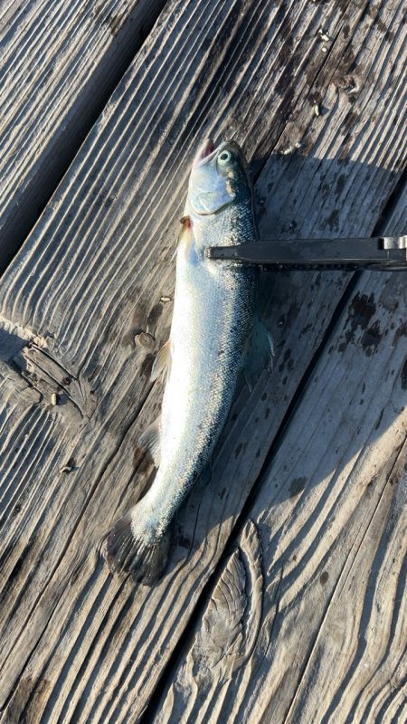 大寒波に海上釣堀！