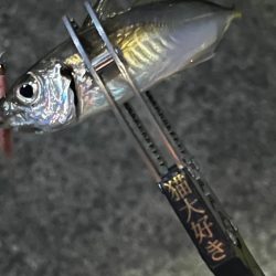 2024年の初釣り！！