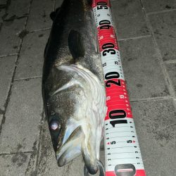 久しぶりのコスモ