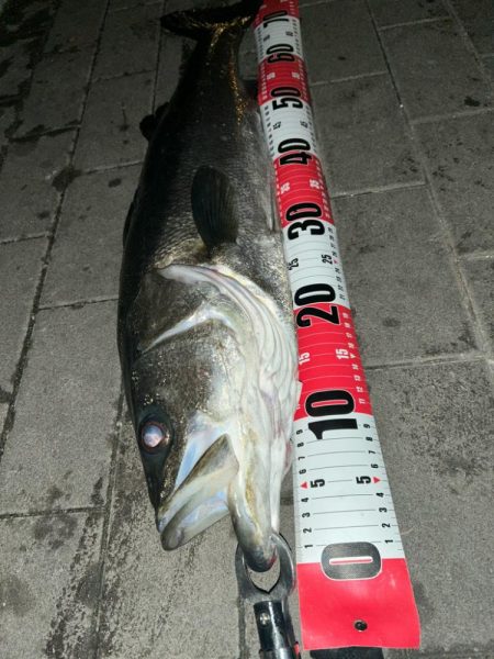 久しぶりのコスモ