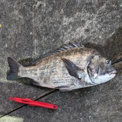 ちぬが釣れました