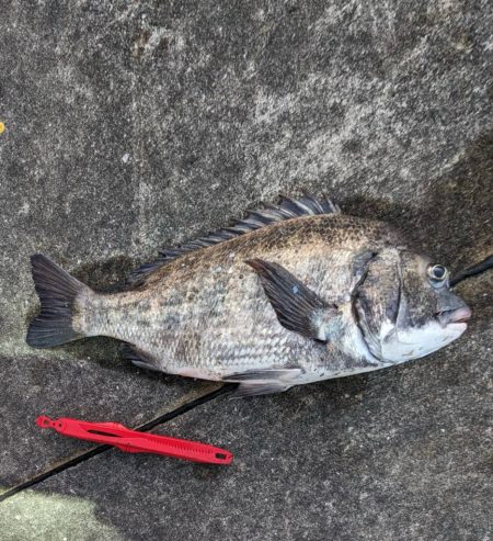 ちぬが釣れました