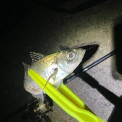 メバルを求めて釣りに行ったが・・・