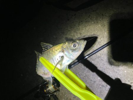 メバルを求めて釣りに行ったが・・・