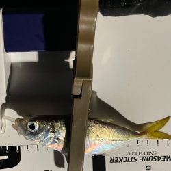 ジグ単de~アジング♪年明けの…