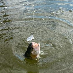 2時間かめプーで釣り&#x1f3a3;
