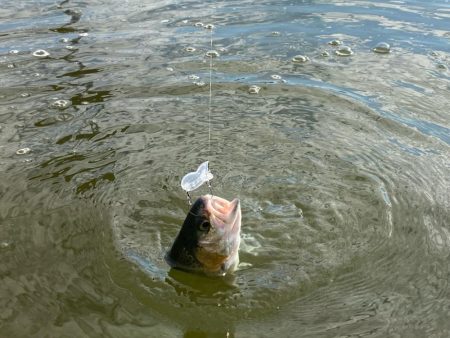 2時間かめプーで釣り🎣