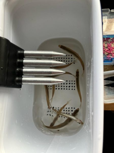 ワカサギドーム船