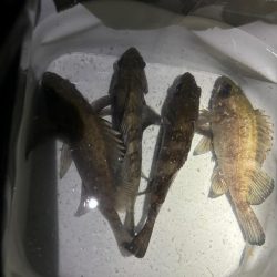 連日のメバリング