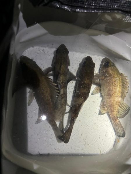 連日のメバリング