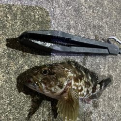 ガシラ好調です