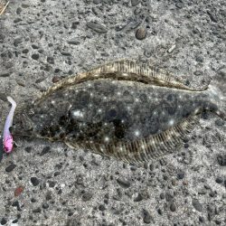 今年初ヒラメ