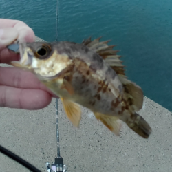 新年初ライトゲーム