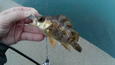 新年初ライトゲーム