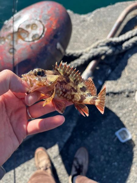 寄り道ライトゲーム