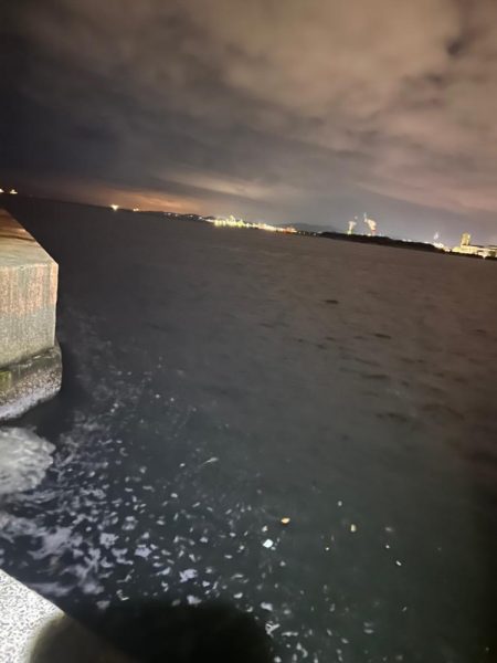 極寒爆風の中の1匹