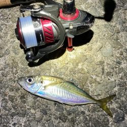 メバルを求めてアジ三匹