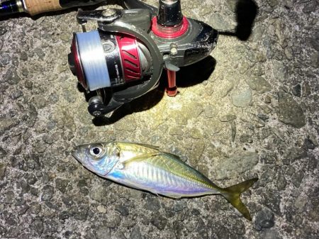 メバルを求めてアジ三匹