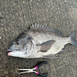 エビ撒きでおチヌさん活性高いです