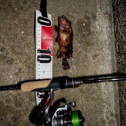 アジング→ガシリング