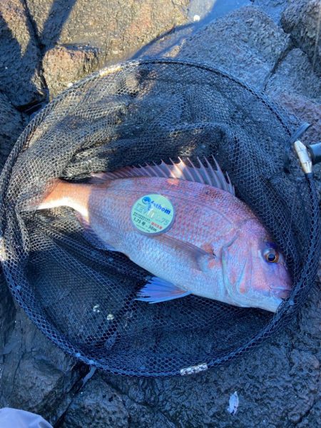 地磯でマダイとカンダイ