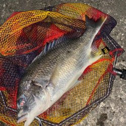 ヘチってきました