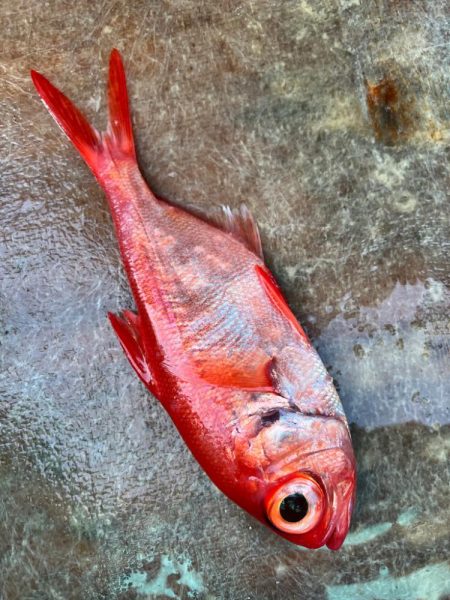 銚子沖、アカムツ調査