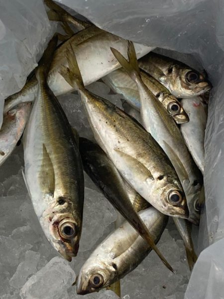 まだまだアジ釣れてます