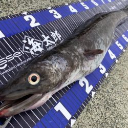 😱アナコンダ😱