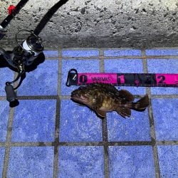 ボトムパンプのみ😗